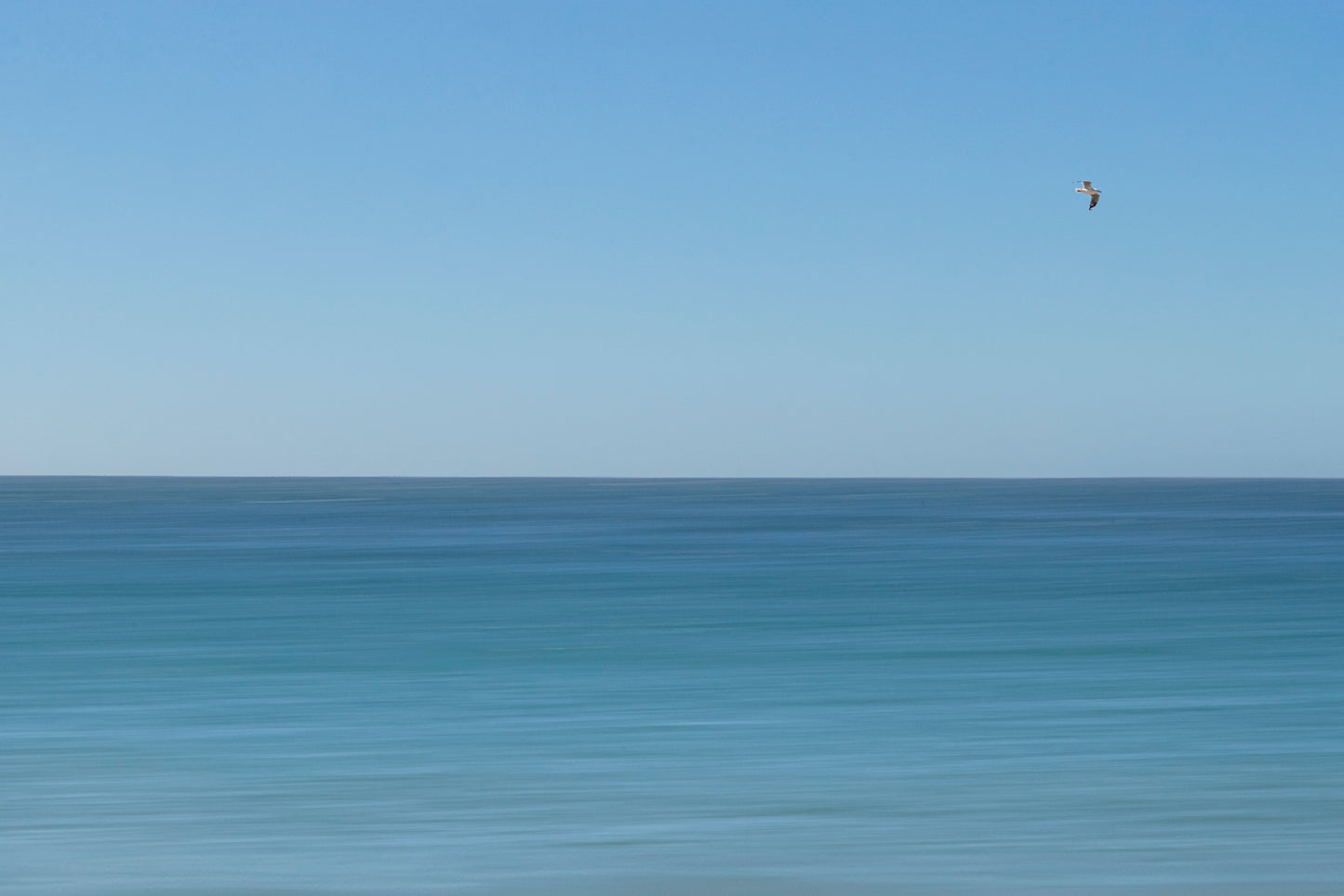 BLUE BIRD.