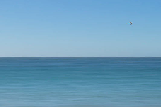 BLUE BIRD.